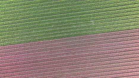 Campos-De-Tulipanes-En-Los-Países-Bajos-4---Amanecer-De-La-Temporada-De-Primavera-De-Holanda-Del-Norte---Droneview-Estabilizado-En-4k