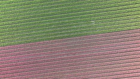 campos de tulipanes en los países bajos 4 - amanecer en la temporada de primavera del norte de holanda - vista aérea estabilizada en 4k