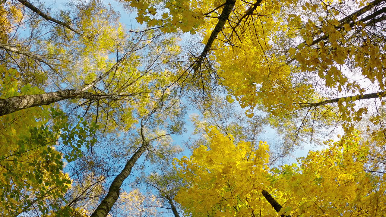 vista de los árboles de otoño de abajo hacia arriba