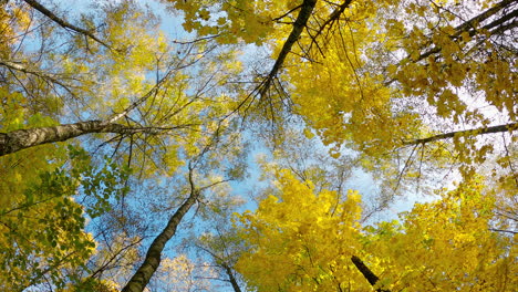 view of the autumn trees from the bottom up