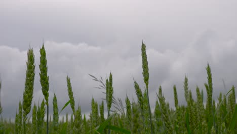 Grüne-Weizenähren-Bewegen-Sich-Im-Abendwind-Mit-Dunklem-Wolkenhintergrund,-Lettland