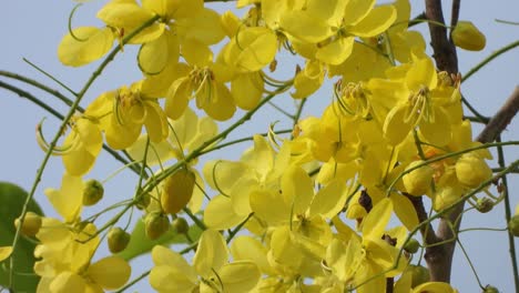 kanikonna flowers in forest