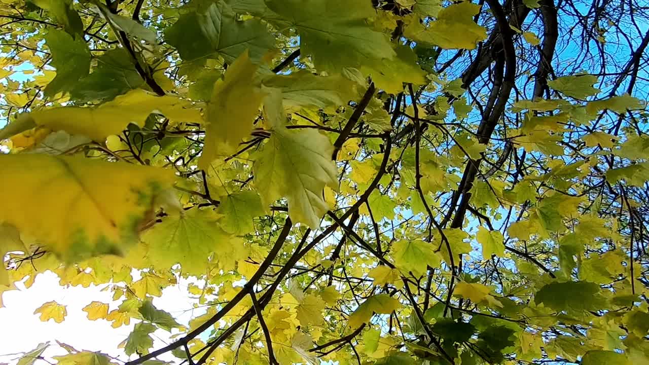 바람에 흔들리는 나무에 단풍잎을 가까이