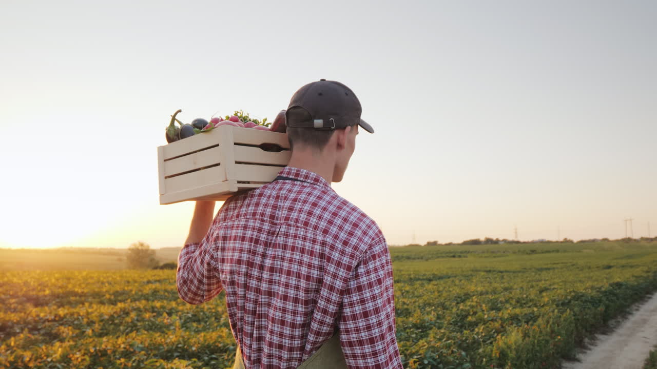 un joven agricultor camina por el campo con una caja de verduras frescas video 4k
