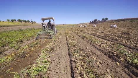 Potato-harvest.-Potato-field.