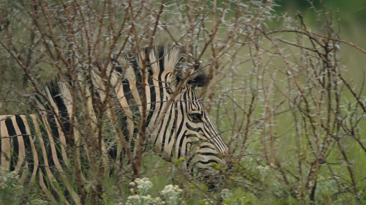 Zebra Hiding in Thorny Bushes