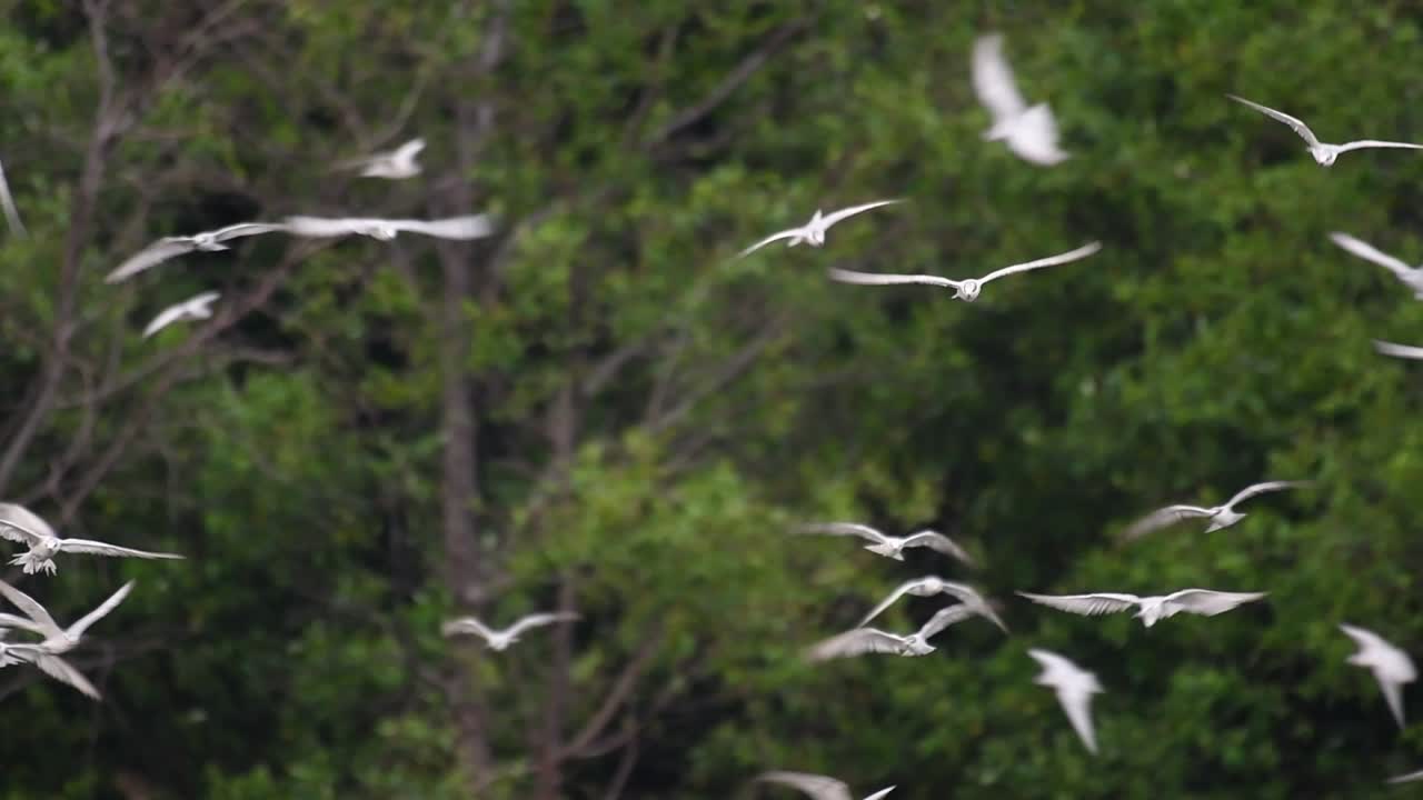 제비갈매기는 전 세계 바다, 강 및 기타 더 넓은 수역에서 볼 수 있는 바닷새입니다.