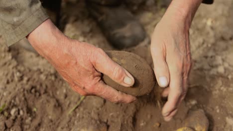 農夫は土豆の作物を調べる ⁇ 手は土に染まっている ⁇