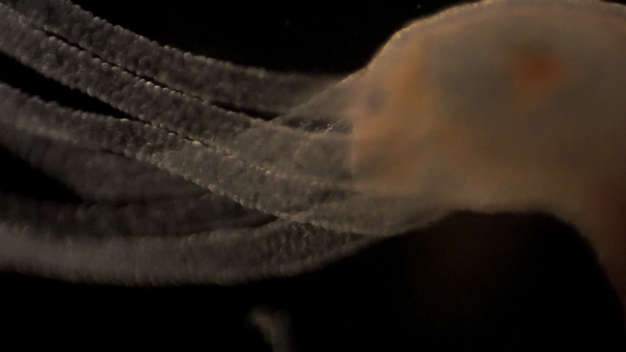 микроскопические кадры гидры