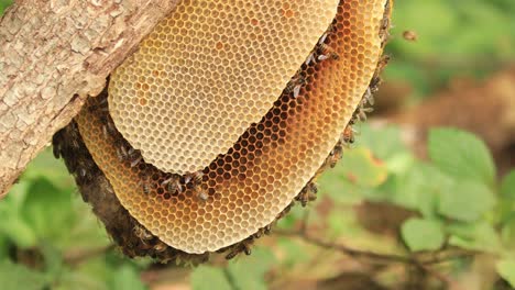 Sideview-of-a-honeycomb-with-a-colony-of-wild-Apis-Mellifera-Carnica-or-European-Honey-Bees-with-specimen-between-the-layer-of-chambers-in-natural-surrounding