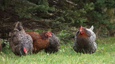 Free-hen-including-Plymouth-Rock-feeding-themselves-on-a-green-grass