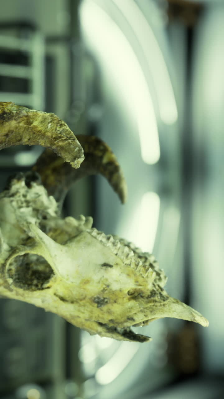 Peças de fósseis: paleontólogo observa fragmentos de fósseis em câmara