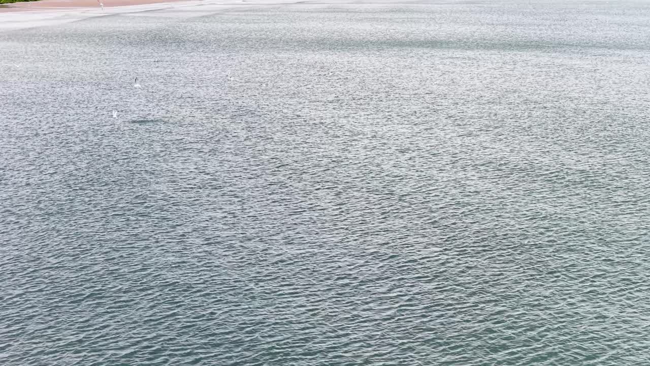 Drone glides above tranquil shoreline, ocean surface shimmering, seagulls flying, soft daylight, peaceful mood