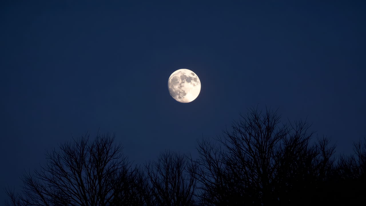 Full Moon over Trees at Night