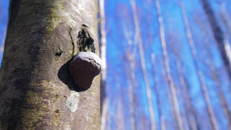 fungus on a beautiful leafless birch tree in early spring, out of focus birch tree forest in the background, sunny day with blue sky, handheld closeup shot