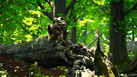 Paisaje-De-Bosque-Verde-Con-El-Sol-Lanzando-Hermosos-Rayos-A-Través-Del-Follaje