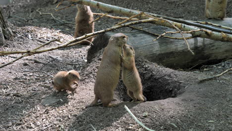 Hermosa-Escena-Con-La-Familia-De-Perros-De-La-Pradera-En-El-Zoológico