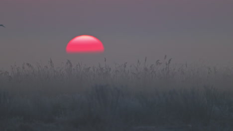 el amanecer sobre un pantano brumoso