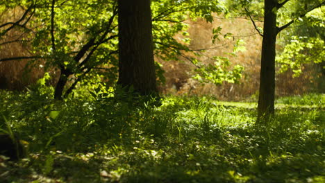 Stiller-Wald,-Ruhig,-Friedlich,-Warm-Herauszoomen