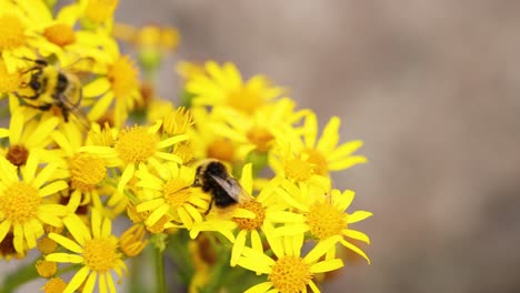 bienen sammeln nektar aus gelben blüten