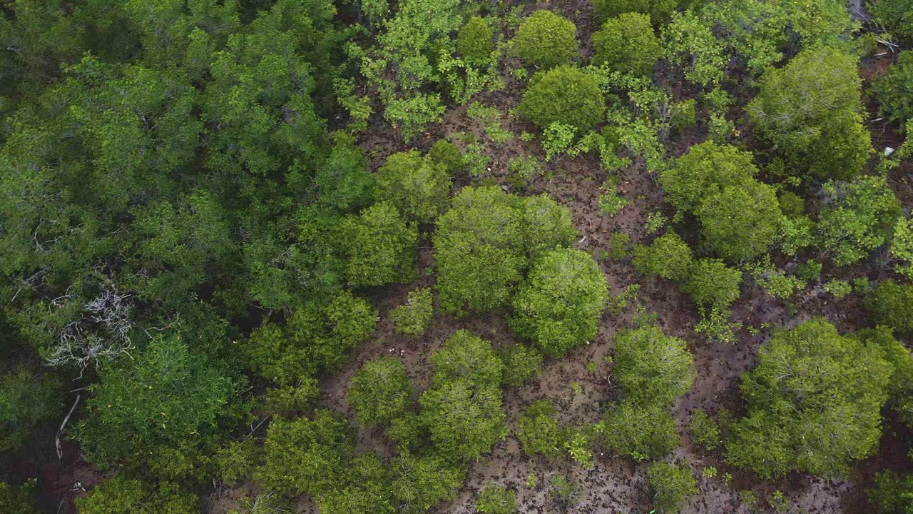 vista aérea de pájaro rotación de giro tiro panorámico tiro de dron de un bosque de manglar