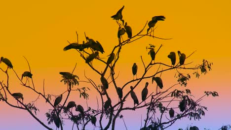 Siluetas-De-Cigüeñas-Posadas-En-Ramas-De-árboles-Al-Atardecer,-Vibrante-Fondo-De-Cielo-Azul-naranja