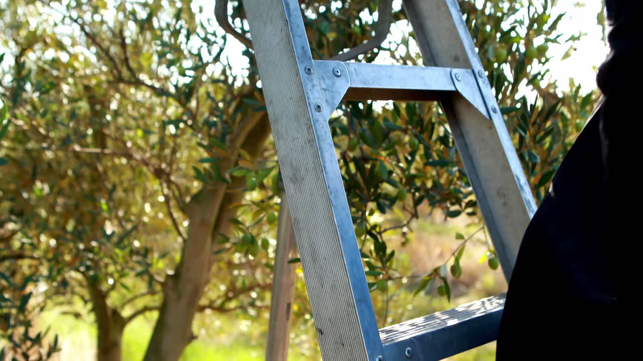 Woman harvesting olives in farm 4k