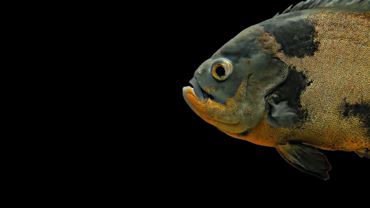 pez tropical del amazón - tigre oscar, fondo negro, llave de croma