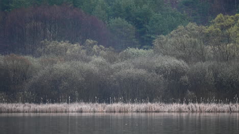 reeds and plants in the lake in early spring europe