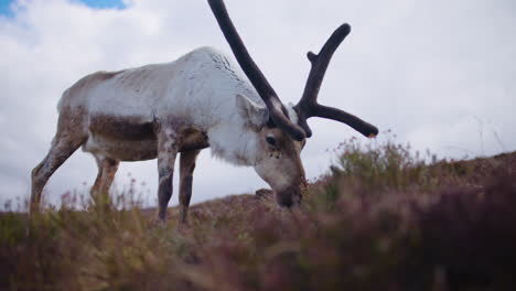 big male reindeer grazing in the cairngorms, scotland on a cloudy day, close-up