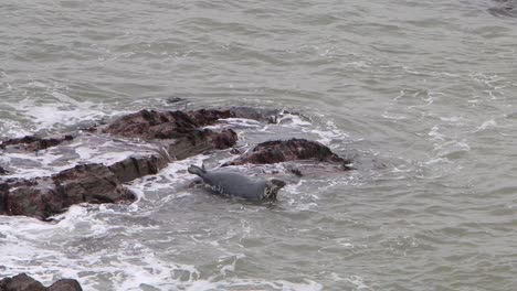 Kegelrobbe-Halichoerus-Grypus,-Die-Sich-Bei-Steigender-Flut-Von-Einem-Felsen-Bewegt