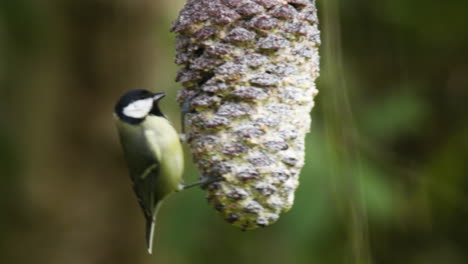 a great tit balancing on a pine cone fluttering his wings to keep steady