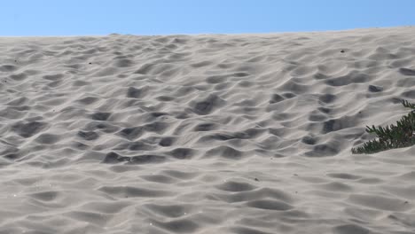 Wind-blowing-loose-pieces-of-sand-from-the-surface-of-the-white-sand-dunes-in-Pismo-Beach,-California