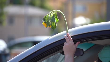 Hält-Eine-Sonnenblume-Aus-Dem-Autofenster