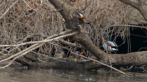 Patos-Mandarines-Machos-Y-Hembras-Se-Acicalan-Las-Plumas-Descansando-Sobre-Un-árbol-Caído-En-El-Agua-En-El-Grand-Park-De-Seúl,-Corea-Del-Sur