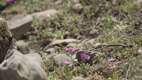 tiny purple flowers growing along a trail at the beginning of spring in the texas hill country