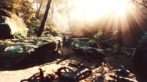 sunlight streaming through a lush green jungle