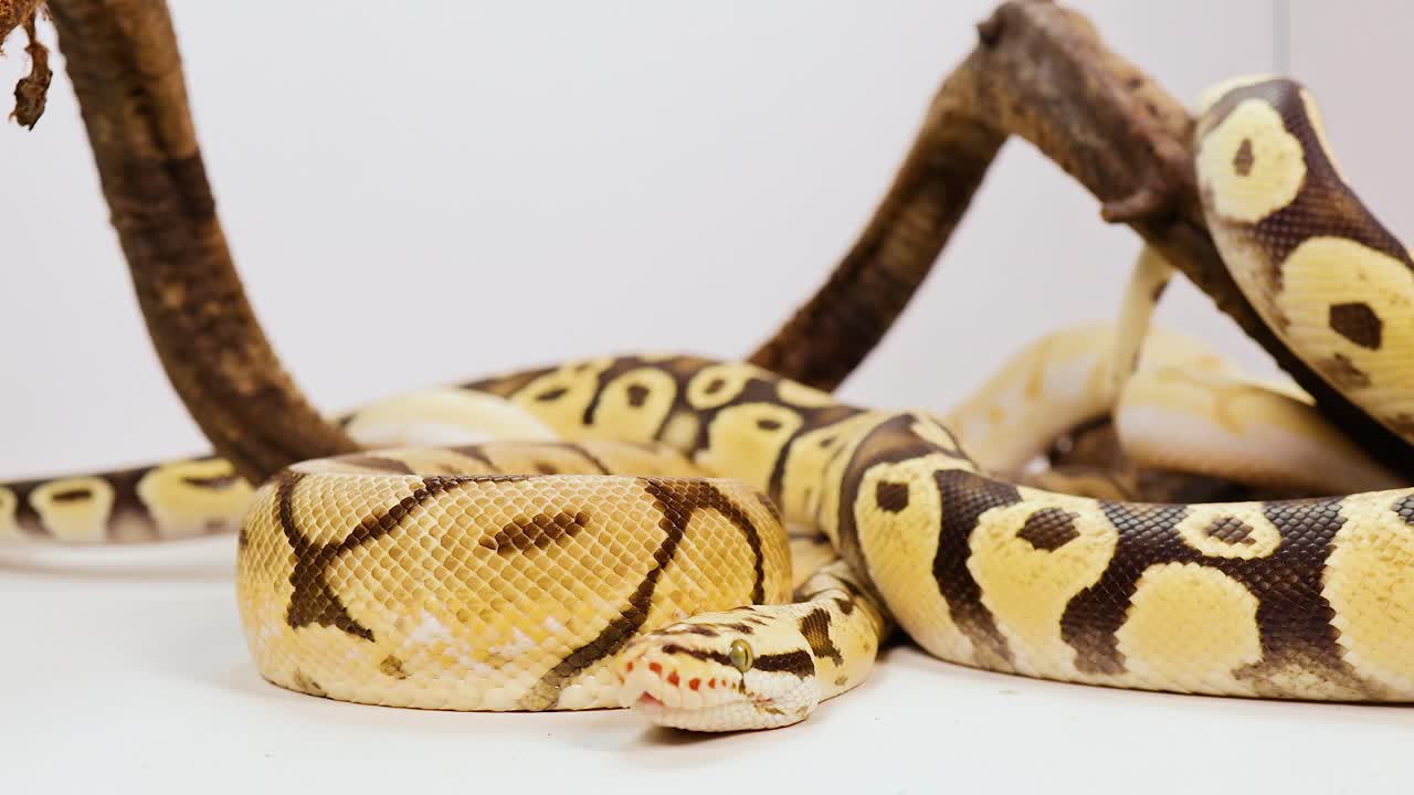 A ball python is coiled on a branch in a well-lit, indoor setting, showcasing its distinctive patterns