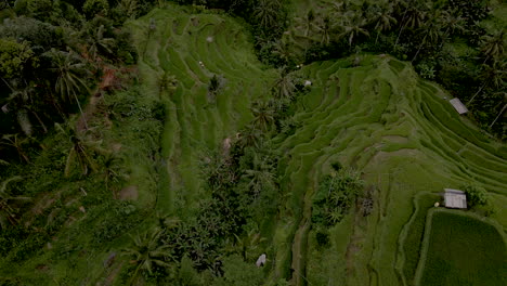 campos de arroz en el exuberante valle verde de bali