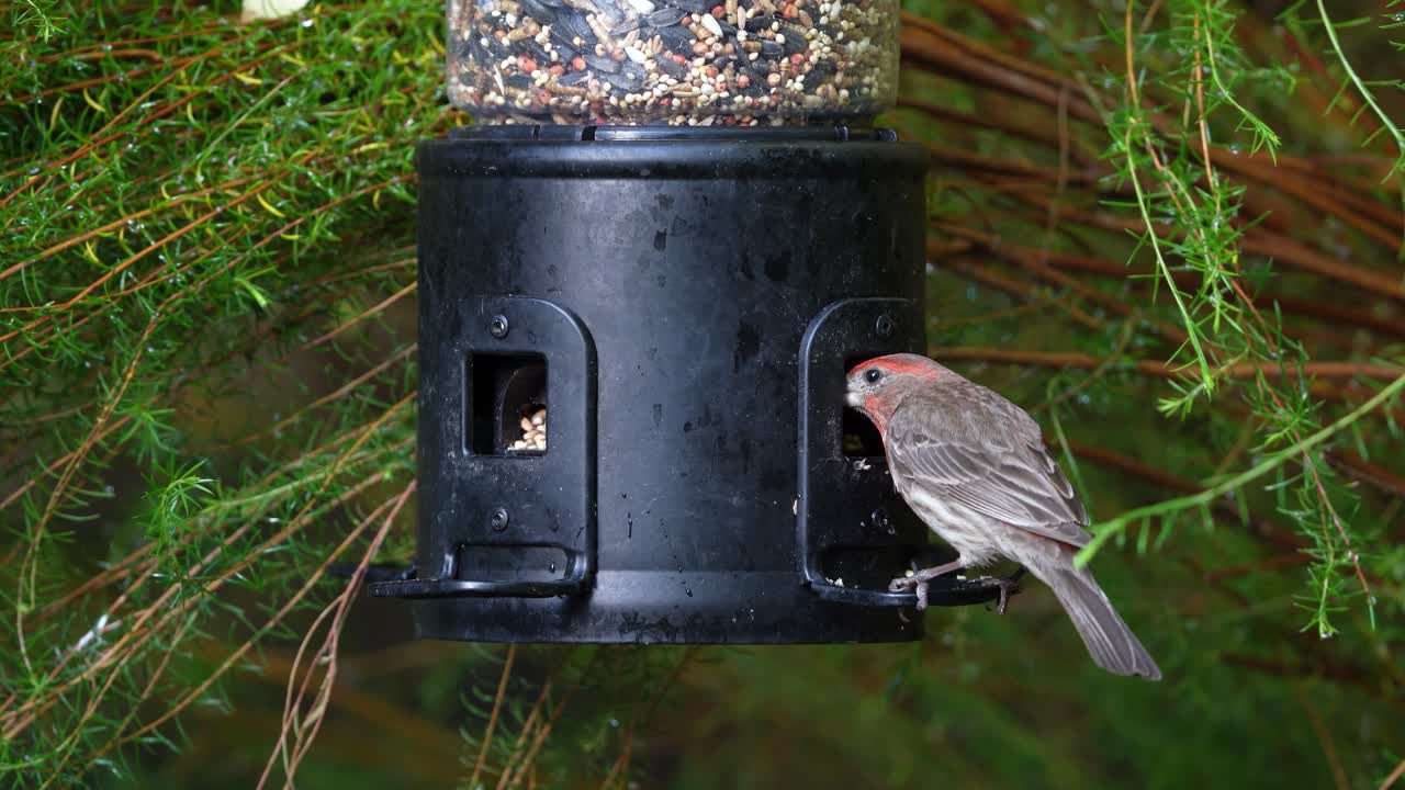Seekor Purple Finch makan di tempat makan burung di California Selatan