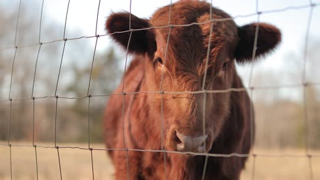 4k cow in grassy field tight slider shot