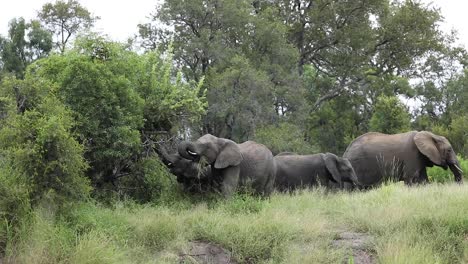 Wide-shot-of-a-big-herd-of-African-elephants-feeding-with-an-adorable-calf,-Greater-Kruger