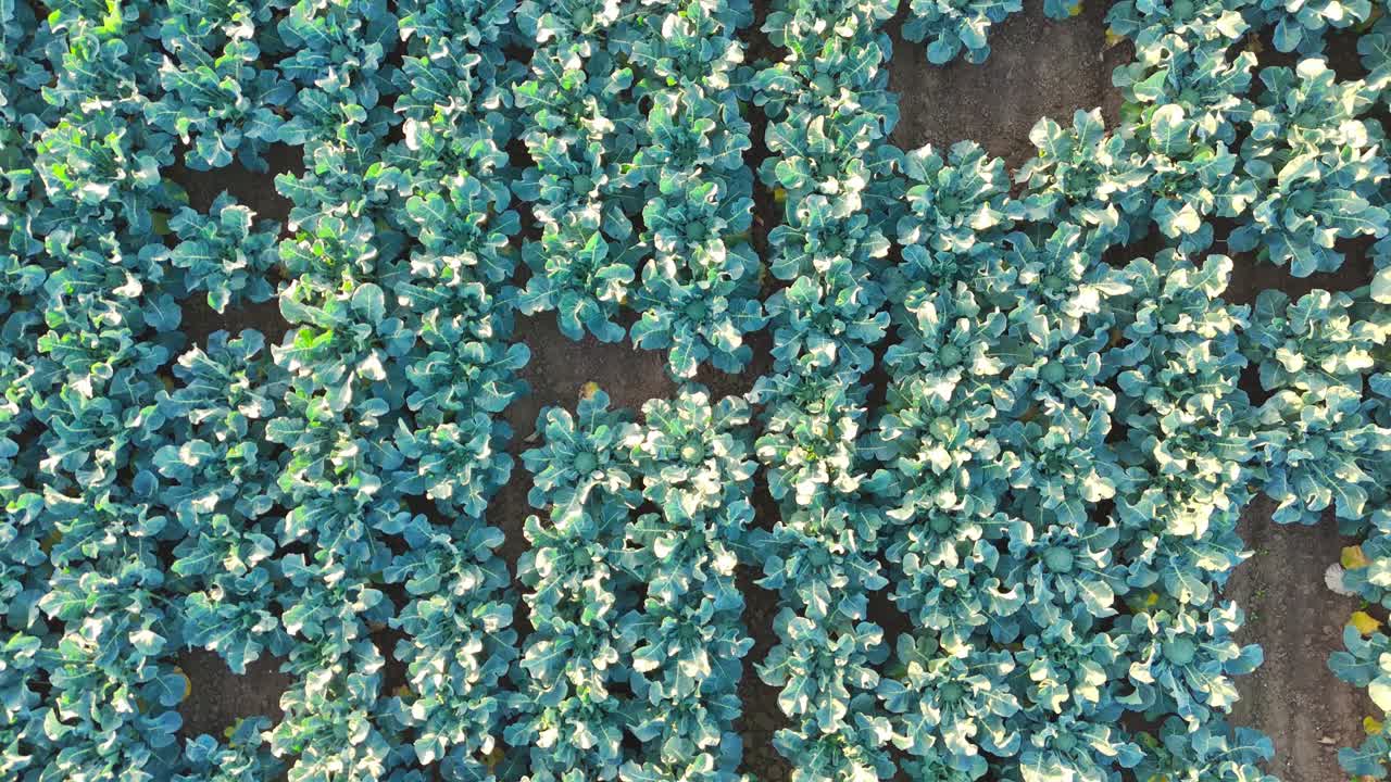Aerial drone footage of agricultural crops of cabbage and broccoli. Rows of vegetable's in a farmers field. High brassica yields, cabbage, cauliflower, broccoli, Brussels sprout, kale