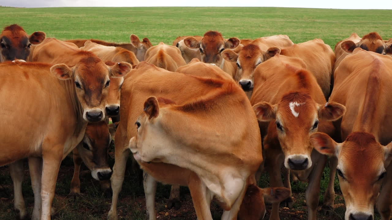 Allevamento di bovini da latte con mucche marroni.