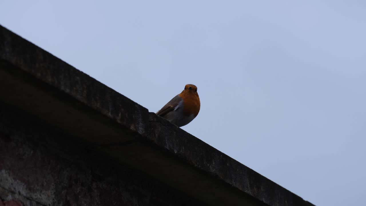 겨울 동안 영국 시골 시골 정원의 벽돌 벽 위에 빨간 가슴을 가진 로빈 새