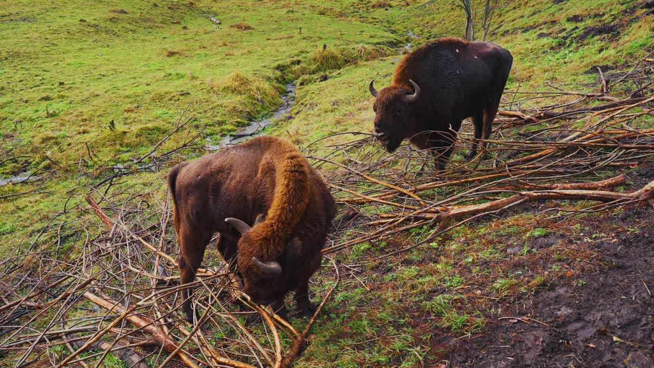 Two European Bisons in a Pasture