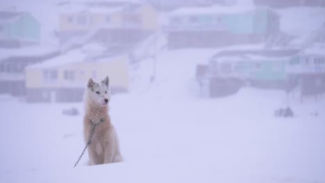 single sled dog stands sentry in a slow motion snowstorm against the background of the city of ilulissat in greenland