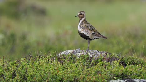 el plover dorado europeo (pluvialis apricaria), el parque nacional dovrefjell sunndalsfjella, en noruega.