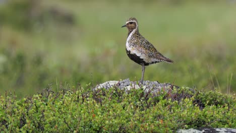 european golden plover (pluvialis apricaria), dovrefjell sunndalsfjella national park, norway.