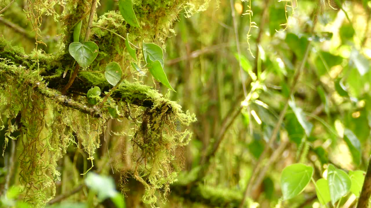Small brown bird sitting on jungle vines in a tropical rain forest